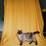 The Complete Siamese Cat Fancier Guide to Show Success