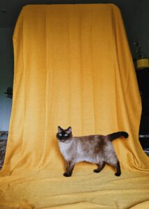 Read more about the article The Complete Siamese Cat Fancier Guide to Show Success