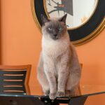 The Real Scoop on Siamese Cat Personality: More Than Just Those Stunning Blue Eyes